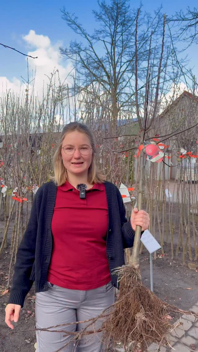 🍎 Obstbäume in jeder Form: Busch, Halbstamm oder Hochstamm – bei uns findest du genau das, was zu deinem Garten passt!
Über 50 verschiedene Sorten warten darauf, entdeckt zu werden🍎🍏
Und jetzt in den Ferien? Perfekter Zeitpunkt für ein kleines Gartenprojekt mit der Familie 🌿 pflanzen, wachsen sehen und später ernten!
#Obstbaum #Gartenliebe #Buschbaum #Halbstamm #Hochstamm