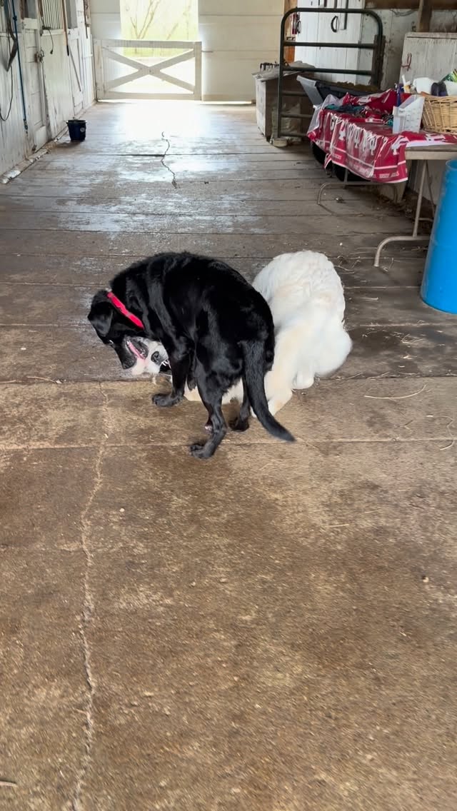 Playing referee with Juno & Jarvis.
#centervilleindiana #middaydogvisit #petsittingservice
