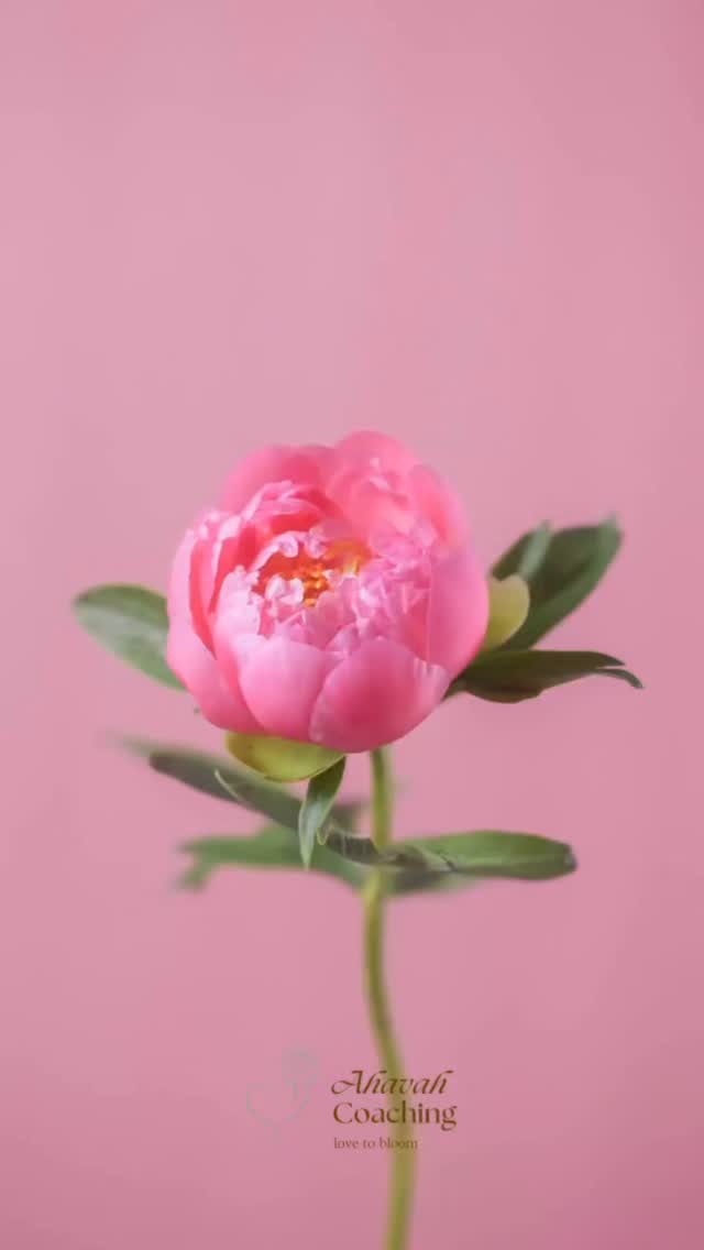 ๐๐ก๐๐ฏ๐๐ก ๐๐จ๐๐๐ก๐ข๐ง๐ ๐๐จ๐๐๐๐ซ๐๐๐ ๐๐๐ญ๐ข๐ ๐
Dit jaar geef ik voor Moederdag een bijzonder coachingtraject weg voor een moeder die verlangt naar echte vervulling in God.
โจ Win de mama coachingtrack:
๐๐๐ง ๐ฏ๐๐ซ๐ฏ๐๐ง๐ ๐ข๐ง๐ ๐ง๐๐๐ซ ๐ฏ๐๐ซ๐ฏ๐ฎ๐ฅ๐ฅ๐ข๐ง๐ โจ
๐๐๐๐ข๐ ๐๐๐๐ ๐๐ ๐ต๐๐๐ ๐ฃ๐๐ ๐๐๐ฃ๐๐
In dit verdiepend traject van 5 sessies (t.w.v. โฌ 340) ontdek je welke patronen, gewoonten of bronnen in je leven een vervanging zijn geworden van wat je hart werkelijk nodig heeft.
In 5 sessies van 1 uur maken we een beweging van:
๐ค Herkennen
๐ค Ontmaskeren
๐ค Verlangen
๐ค Terugkeren
๐ค Vervulling
Zodat je niet langer hoeft te blijven putten uit wat je telkens uiteindelijk weer leeg achterlaat, maar opnieuw mag leren leven vanuit God als de Bron van leven, rust en vervulling.
โ๐๐๐๐ก ๐๐๐ ๐ ๐๐ ๐๐ ๐๐๐๐ ๐ฃ๐๐ โ๐๐ก ๐๐๐ฃ๐๐.โ ~ ๐๐ ๐๐๐ 36:10
Wil jij kans maken op dit traject? Volg dan de volgende stappen:
1๏ธโฃ Volg @ahavah.coaching
2๏ธโฃ Like deze post ๐ฉท
3๏ธโฃ En laat in de reacties weten waarom jij dit graag wilt winnen รณf tag je bestie(s) die je deze coachingtrack graag gunt
4๏ธโฃ Deel dit bericht in je stories en tag @ahavah.coaching ๐ฏ๐จ๐จ๐ซ ๐๐ฑ๐ญ๐ซ๐ ๐ค๐๐ง๐ฌ
๐ Elke deelnemer krijgt sowieso als dank de Ahavah Coaching proclamatiekaart ๐
๐ธ Je kunt meedoen t/m vrijdag 8 mei 2026
๐ธ De winnaar maak ik bekend op: ๐ณ๐๐ญ๐๐ซ๐๐๐ ๐ ๐ฆ๐๐ข ๐๐๐๐
#moederdagactie #terugnaardeBron #AhavahCoaching #blessedtobeablessing #gevenisbeterdankrijgen