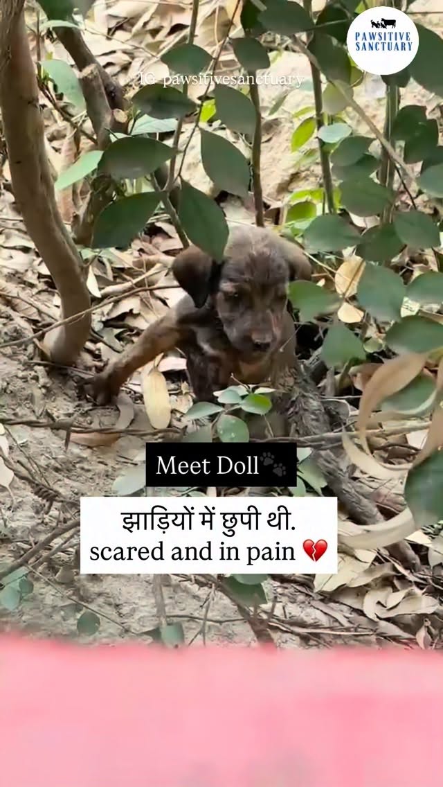Meet our little fighter… 💔 Doll
Found all alone near Tara Wala Bridge, her tiny stomach swollen, hiding in bushes with no mother or siblings around… as if she was left there to suffer.
She was scared, weak, and silently crying for help.
Thankfully, one of our supporters, Prince, noticed her and offered her food. He immediately reached out to us.
She is hardly a few days old… such a tiny, fragile life.
Even though our rescue is already full and admissions are closed, we couldn’t turn our backs on her.
We rescued her… because leaving her there would have meant leaving her to die.
We made her feel safe, gave her warmth and pain management, and the next day got her X-rays done…
X-rays revealed that her lumbo-sacral spine (lower back) is damaged. The bones are misaligned, possibly due to injury, which is affecting her movement and causing pain. 💔
Her treatment has begun, but she needs continuous care, medication, and close monitoring.
🙏 We need your support to continue her treatment.
Her medical care, diagnostics, and recovery will require funds, and we cannot do this alone.
💛 Any contribution — even ₹1500 / $20 — can help us give her a chance to heal.
Every small help matters… every share matters.
📢 If you’re unable to donate, please share this post — it might reach someone who can help her.
Please come forward and be a part of her healing journey. 🐾💛
#adoptdontshop #dogsrescue #rescuedogsofinstagram #stopanimalcruelty #donate
💙 PayPal: @pawsitivesanctuary
💙 American and Global Donors: pawsitivesanctuary.networkforgood.com
💙 Canadian Donors: pawsitivesanctuary.com/donate
💙 E-transfer: infopawsitivesanctuary@gmail.com