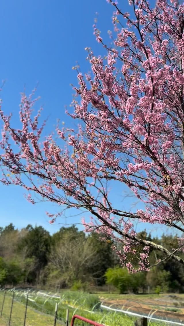 Spring at the farm feels like stepping into a living watercolor—soft, vibrant, and gone before you know it. Every day, something new awakens. Seedlings stretch toward the sun, blossoms unfurl, and the air hums with that fresh, green promise that only spring can bring.
This Saturday, I’d love for you to experience it alongside me.
Join me for a Spring Farm Tour + Design Workshop where we’ll wander the gardens, talk all things spring growing, and gather what’s blooming at its peak. Then we’ll head into the studio and transform those freshly cut stems into a seasonal arrangement you’ll be proud to bring home.
It’s an invitation to slow your pace, breathe deeply, and savor the quiet magic of the season before it slips into summer.
Grab your ticket at the link in bio or on our website!
#indigoirisfarm #lakewyliesc #belmontnc #cloversc #yorkcountysc