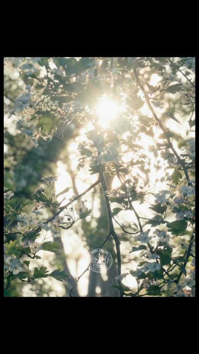 Recently you may have seen my oral storytelling of Ostara and the White Hare—I hope you enjoyed stepping into that ancient tale of spring and renewal.
Alongside the full telling, I’ve also created a short film version of the story. A more visual, gentle way to experience the magic and perhaps share it with others who are drawn to nature-based tales.
If it resonates with you, I’d love for you to pass it on—helping this story travel a little further, reaching those who might find meaning, wonder, and connection within it.
#ostara #naturestorytelling #storyteller #springfolklore #dannyenglishstories