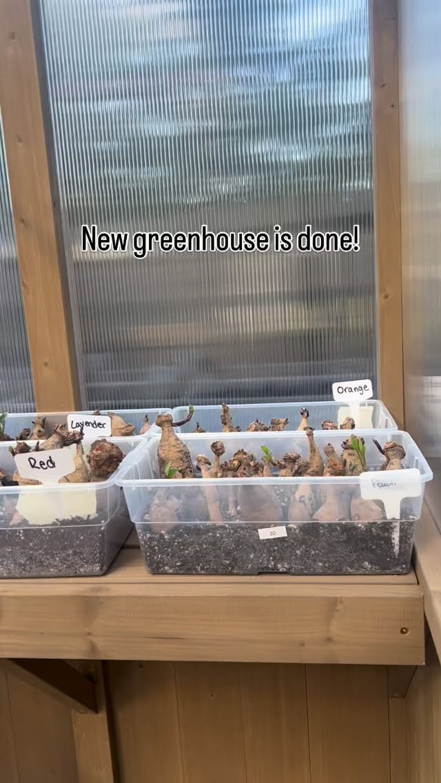 From this day forward, I promise:
no more bins of potting soil in the living room… and no more filling trays and pots inside the house 🙈🌱
So grateful for my husband’s love, skill, and patience in building this beauty ♥️🥰
And extra thankful he didn’t let us impulse-buy it the second Costco had it… because we scored Death Star savings instead 😏