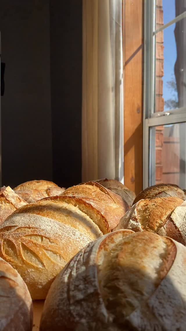 What a beautiful morning.🤍
Fresh organic sourdough is on our family’s menu this week.
(Recipe in my new cookbook, Plain Jane Sourdough. Link in bio.)
Soli Deo Gloria.
#sourdough #plainjanesourdough #bread #crumb #goodmorning