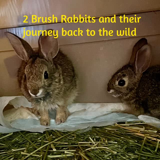 🐰The mom of 2 young brush rabbits built her nest in a pile of sand underneath a tarp. Unfortunately, it was on a construction site at Mt Madonna. There was no safe, quiet place nearby to move them to, so they called WERC🦉 The young rabbits took a little time to understand their new surroundings, but fortunately had each other for comfort. Once comfortable, they quickly switched from syringe feeding to drinking from a bowl. 🐇
🏥 We try to eliminating the need to handle them as quickly as possible because rabbits are very easily stressed. Interactions between wild rabbits and untrained humans can lead to injury, health issues, and occasionally death of those rabbits. That’s why, if you find any wild animal that is very young or easily caught, it’s always best to put it in a well ventilated box in a cool, quiet place and call WERC or another wildlife rehab facility. They are trained to give wild animals their best chance at a full life back in the wild 🐇
🌳 Fortunately, these two brush rabbits had each other to grow up with— playing, learning, and practicing wild behaviors— and were released back into the wild together, away from the construction noise and into an area where they can live wild and free. 🐇🐇🌲
