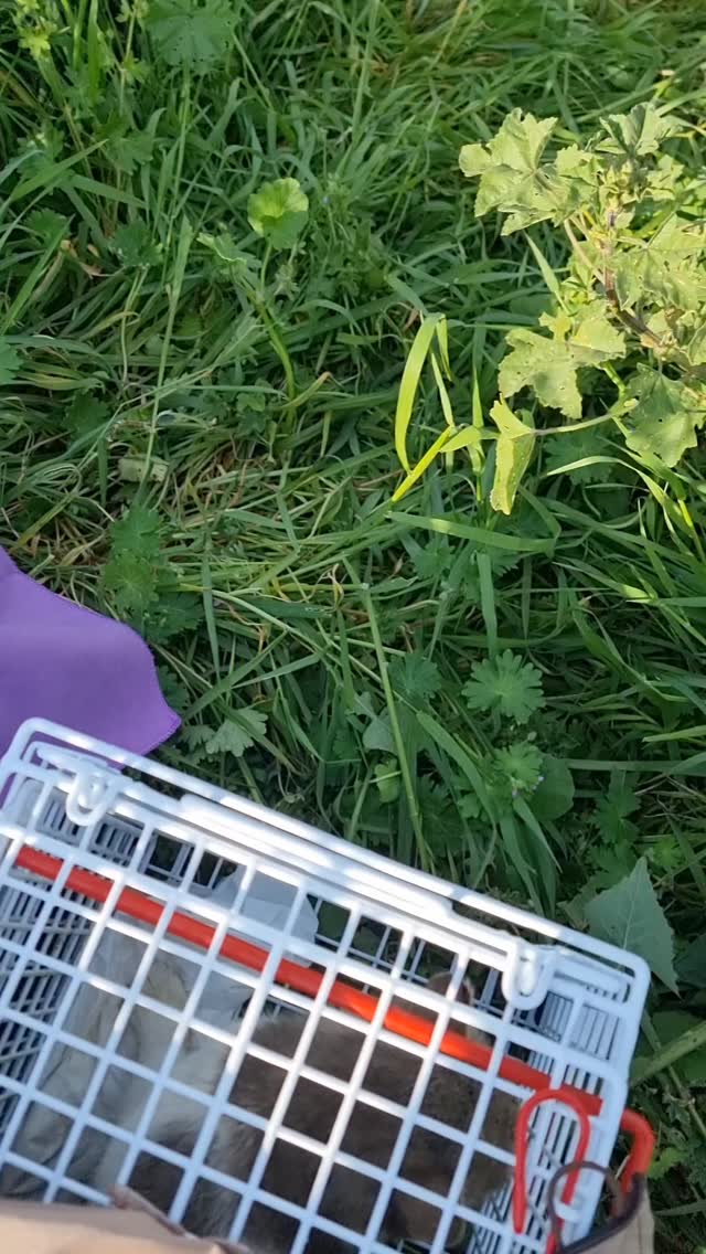 Nach der Kastration bringen wir die Katzen zurück in ihr vertrautes Revier – genau dorthin, wo wir sie gesichert haben.
Das Freilassen ist ein fester Teil unserer täglichen Arbeit hier vor Ort. Und jedes Mal aufs Neue berührt es uns zu sehen, wie die Katzen wieder in ihre gewohnte Umgebung zurückkehren.
Denn wir arbeiten nach dem Trap-Neuter-Return (TNR) Prinzip:
Die Katzen werden kastriert, medizinisch versorgt und anschließend wieder freigelassen. So verhindern wir weiteres Leid durch unkontrollierte Vermehrung, reduzieren Kämpfe und geben den Tieren die Chance auf ein stabileres, gesünderes Leben auf der Straße.
Tierschutz bedeutet nicht immer, ein Zuhause zu finden – manchmal bedeutet es, genau dort zu helfen, wo die Tiere sind. 🤍
Danke, dass ihr uns dabei unterstützt. Ohne euch wäre das alles nicht möglich.
#strayanimalcare #tnr #trapneuterreturn #kastrationenrettenleben #gemeinsamfürdentierschutz