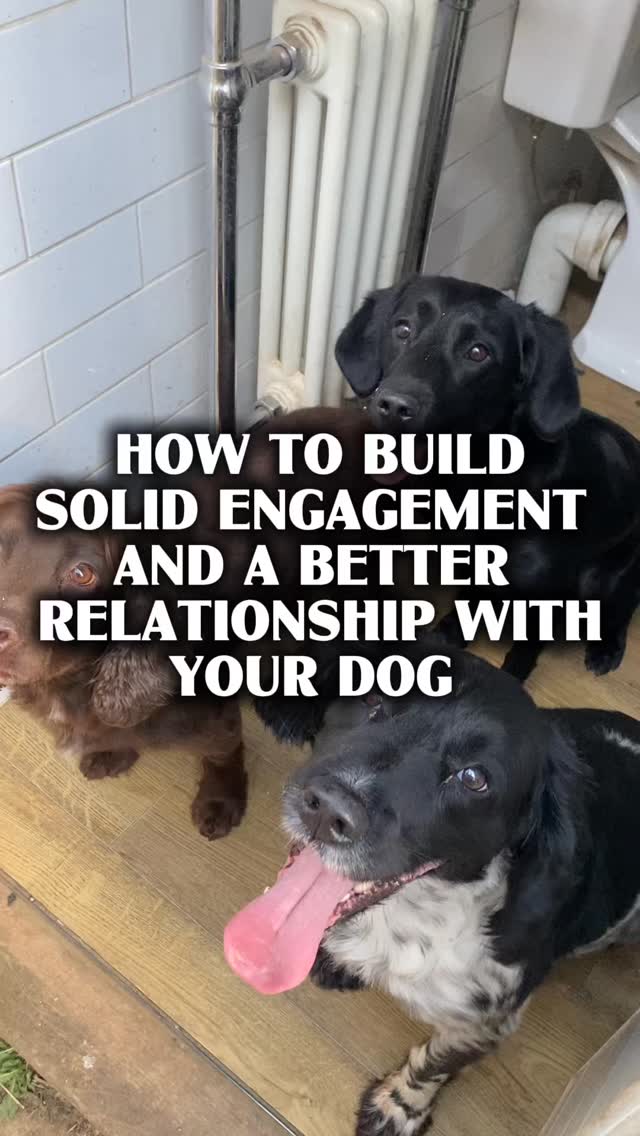 Building engagement is one of the most important things you can do with your dog
Why?
How can you expect a dog to listen to you if they never acknowledge you
In all the examples here it means I am giving them access to the thing they really want
Building this engagement means they will look to you for guidance more often and it’s easier to let them or stop them from doing something you don’t want them to do
Start doing these things and watch your relationship with your dog change
It also builds impulse control
Need help training your dog?
Pop us a dm and let’s chat
#chalfontstpeter #chalfontstgiles #gerrardscross #dogwalker🚶🏻♂️🦮💨 #dogtraining