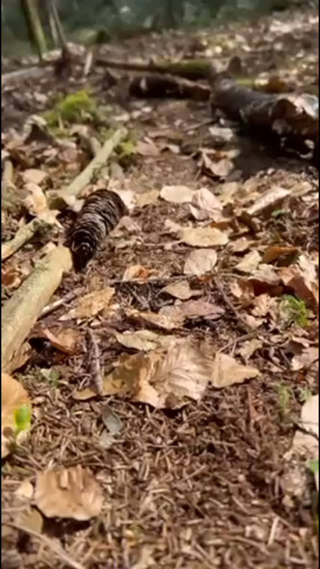 Murmelbahn bauen am Waldhang macht einfach allen Spaß 🤩