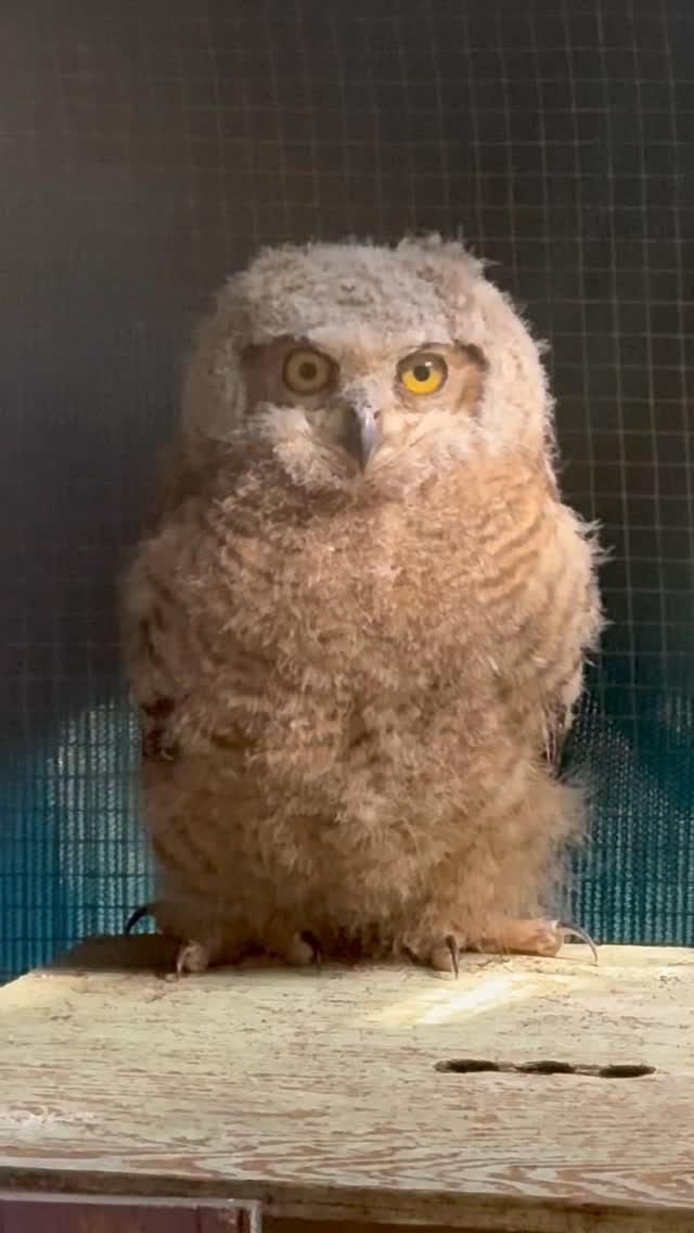 Orphaned babies are unfortunately part of our job here at WERC. While we don’t want them to be orphaned in the first place, we’re happy that we can care for them when they find their way here. And even happier when they are healthy enough to be introduced to a fabulous foster mom, like Luna! 🦉
Luna is one experienced mother! A former orphan herself and unable to be released, she puts all her energy into raising the orphaned Great-horned owls that come to our center. Every year she feeds, preens, protects, and teaches her young charges how to fly and thrive. She never turns one away. 🪺
We’re hoping this young owlet will have the same happy outcome as so many have had before her. She’s healthy and in great hands… er, wings! 🪽We’ll keep posting updates about the owlet’s journey, which will hopefully end with a wonderous release back into the wild! 🌳🌲
If you’re interested in helping us care for all these new orphaned babies, please go to werc-ca.org or visit the link in our bio. We are so grateful for your support so that we can keep giving these babies care and a chance to live free 🪽