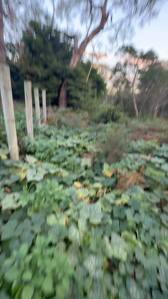 Discovered the vege garden within the property of Baxter Retreat Centre. It’s quite large and looks like it produces a decent amount of produce. Always a delight to see organic food growing abundantly.