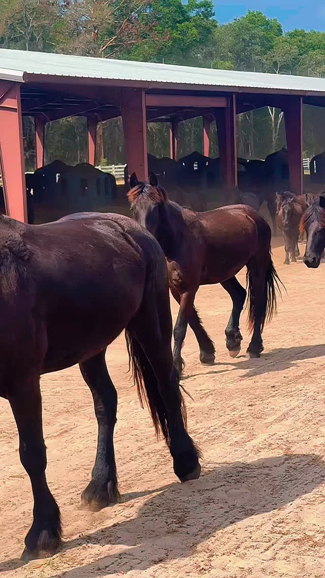 Watch this carefully…
No one is pushing.
No one is forcing.
Yet they all move… as one.
#ranchoreposo #friesanhorse #experience #thingstodoinocala #transformation