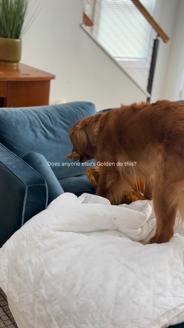 Faux burying … she does this every time it’s so cute