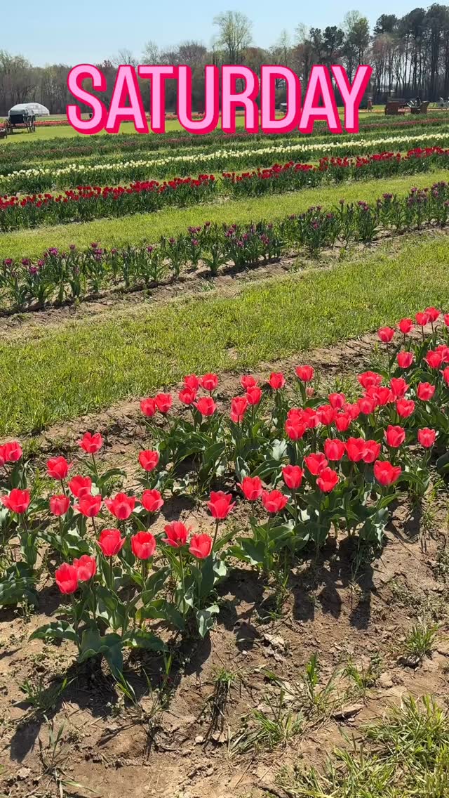 Saturday 10-6 we are open! @bravansonsmainsqueeze and @ezaccesseats are here! Come grab some food and tulips and enjoy this beautiful day! #upicktulips #easternshoremd #dorchestercountymd #upickflowers #upicktulipsfield marylandfarm agritourism