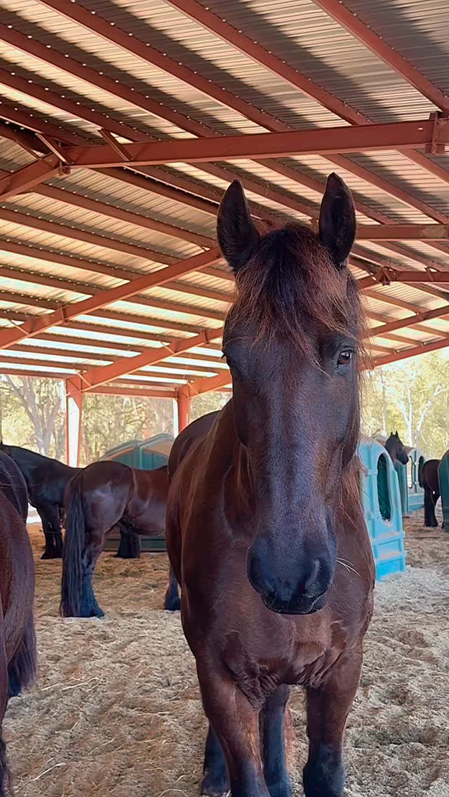 To look into the eye of a horse…
face to face, this close…
feels like looking into your own soul.
#ranchoreposo #healing #friesanhorse #thingstodoinocala #bookatour