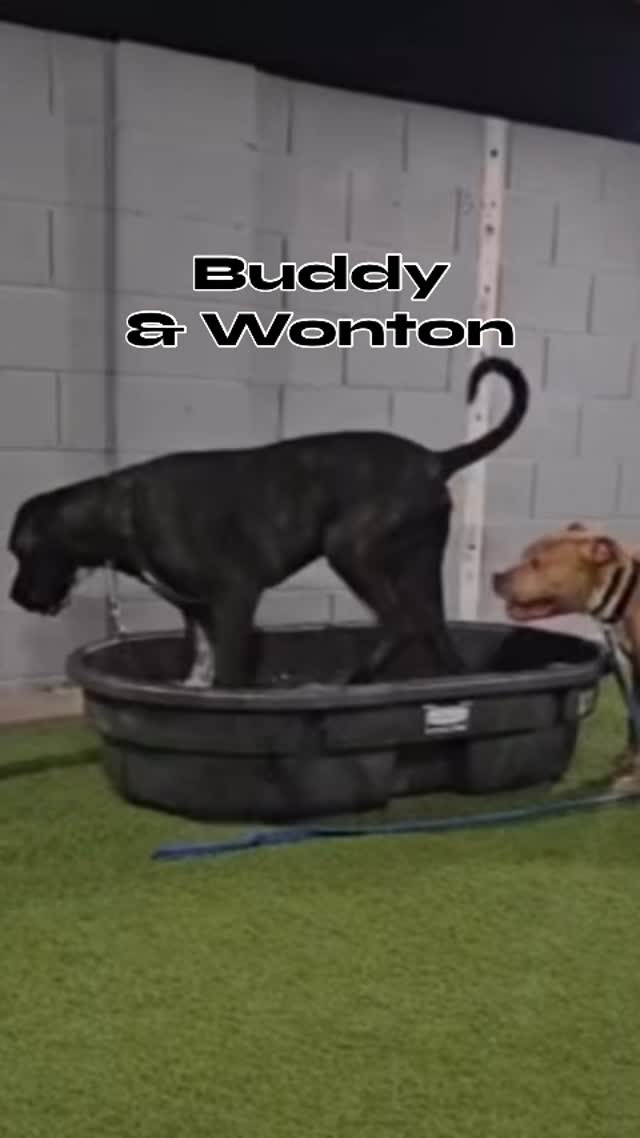 Just two big buddies enjoying some quality playtime. Buddy's visits are always a treat - he's the sweetest giant around! đ
#abetterpetdogtraining #dogsoflasvegas #dogboarding #mustlovedogs #lasvegasdogtrainer
