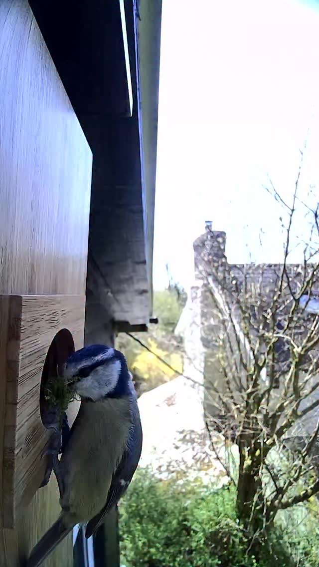Final touches being added to the @birdfyuk Nest Duo box and it’s looking cosy in there!
How long before we see the first egg?
