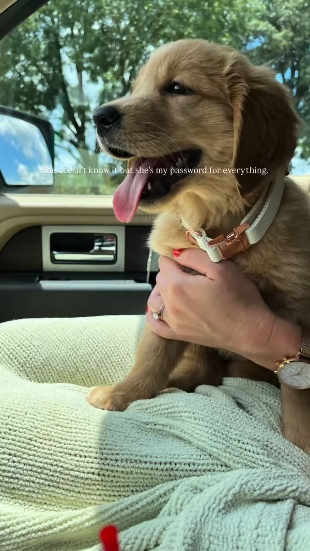 My best friend ❤️ #goldenretriever