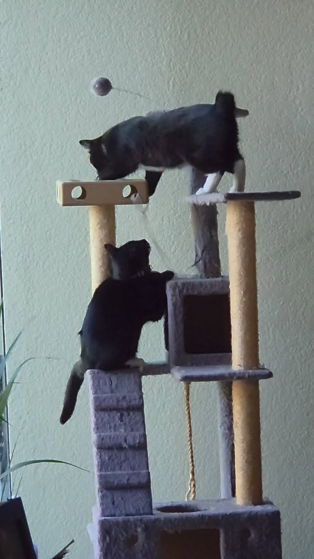 Andy and Todd are looking for a home together!!! They are sweet, loving, and ultra cuddly! Come and get these two cuties! They wont be here long, we know it!