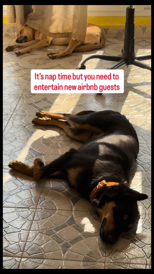 Name : Chiku and Miku
Designation: Happiness Committee members at Golden Perch
Job Description: Zoomies. Bird chasing (success rate: 0%). Greet guests. Nap. Repeat.
Perks: Unlimited beach runs. Nap anywhere, anytime
Reporting to: Absolutely no one
#GoaHomestay #DogsOfInstagram #airbnb #goaairbnb