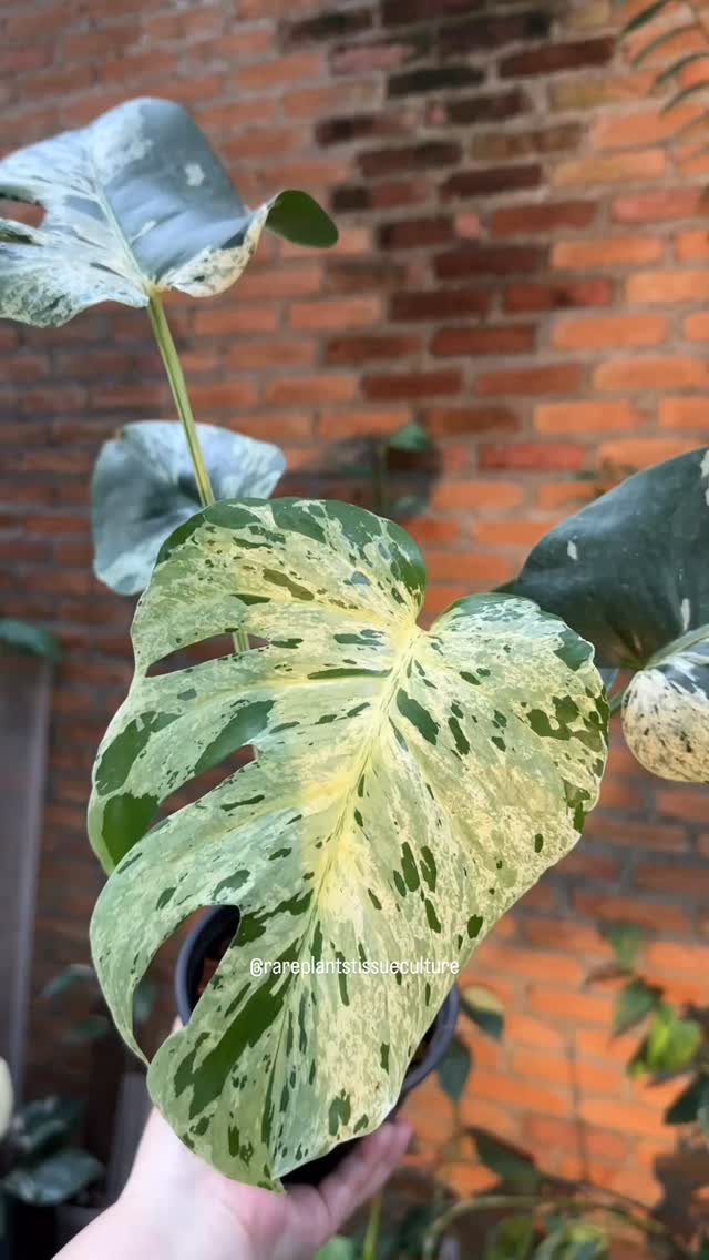 Monstera Bulbasaur ready to ship, from tissue culture to lovingly grown high variegation mature forms with fenestrations 🥰
#monsterabulbasaur #monsterabulbasaurvariegated #rareplantstissueculture