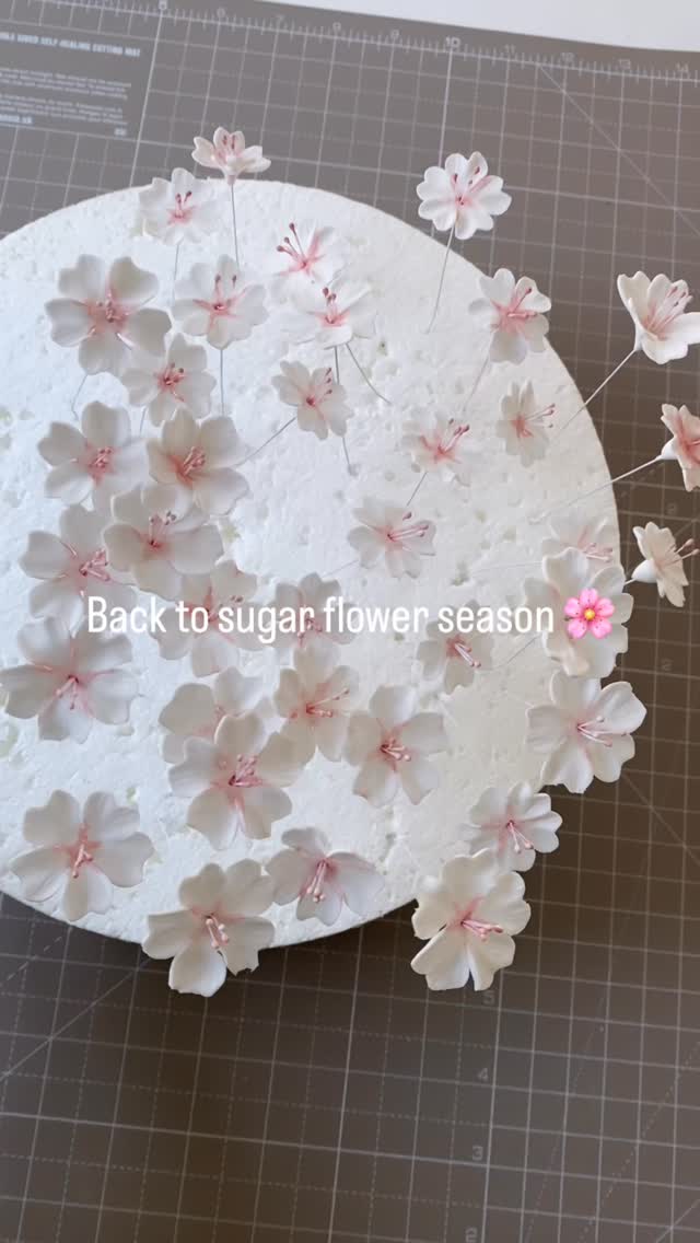 🔽🔽🔽
I hope you had a lovely Easter weekend…
now I’m back to creating more sugar flowers…☺️
Yuko🌸
🌸Sparkle tape : @pmecake
.
.
.
#sugarflowers #elegantweddingcakes #springweddings #hampshireweddingcakes #luxuryweddings