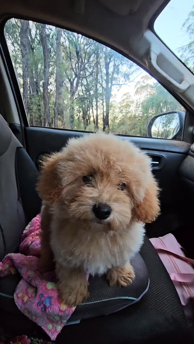 Gorgeous bichoodle girl, waiting for pick up to go to her new home.
for more information please visit www.katashillviewkennels.com