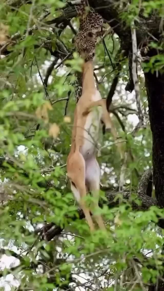 When precision meets chaos…
A silent ambush, a perfect strike—an impala claimed in seconds. But survival doesn’t end at the kill. The leopard hauls its prize skyward, away from scavengers, away from rivals… yet gravity has its own agenda. The lifeless impala slips, almost defying the hunter’s effort.
Nature doesn’t follow scripts. It improvises. It humbles. It entertains.
Welcome to the wild—raw, unpredictable, and unapologetically real.
Planet GOGO Adventure
#safarilife #leopardkill #africanwildlife #natureunfiltered #serengetimoments