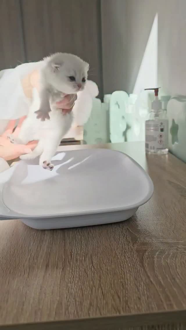 🐾 Jour 20 avec nos petits trésors 🐾
Aujourd’hui, c’est l’heure de la pesée pour nos 6 petits chatons 🍼✨
Ils grandissent si vite… chaque jour un peu plus forts et surtout toujours plus craquants 🥹💛
Entre petits miaulements et moments câlins, on fond complètement devant leurs bouilles 🐱💫
Hâte de voir combien ils ont pris aujourd’hui ! 📈
#chatons #cutekittens #instacat #chaton #amourfélin