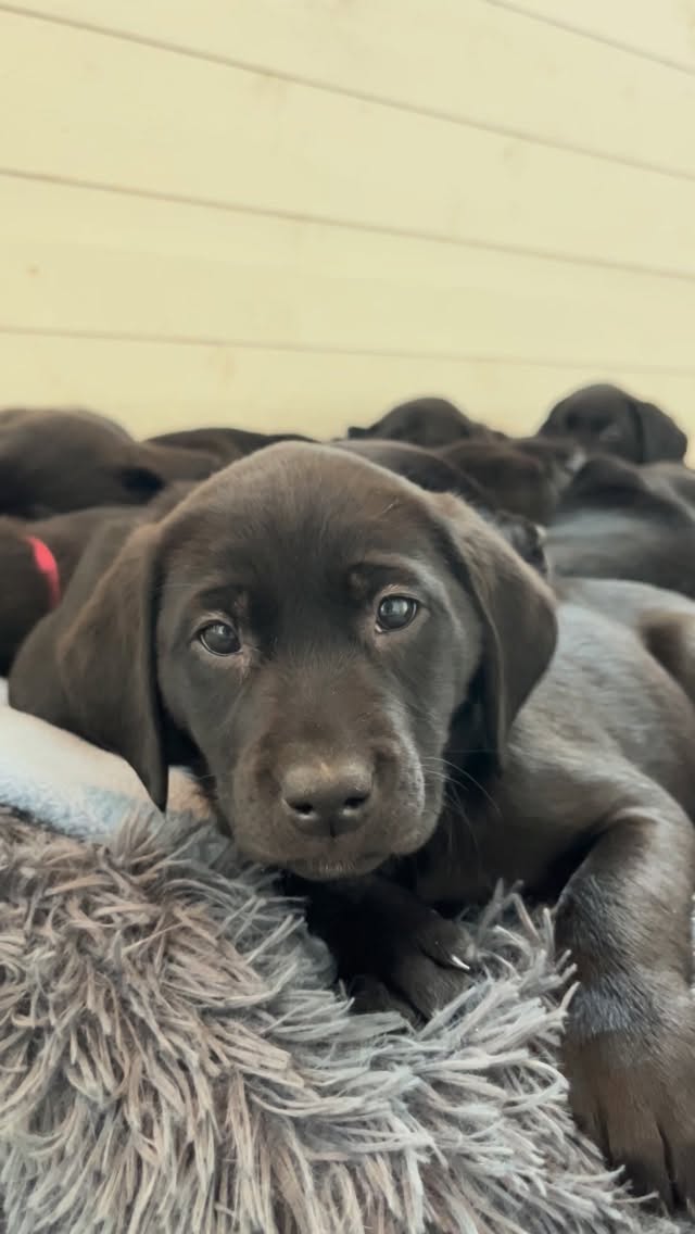 Man saknar ju valphögen❤️