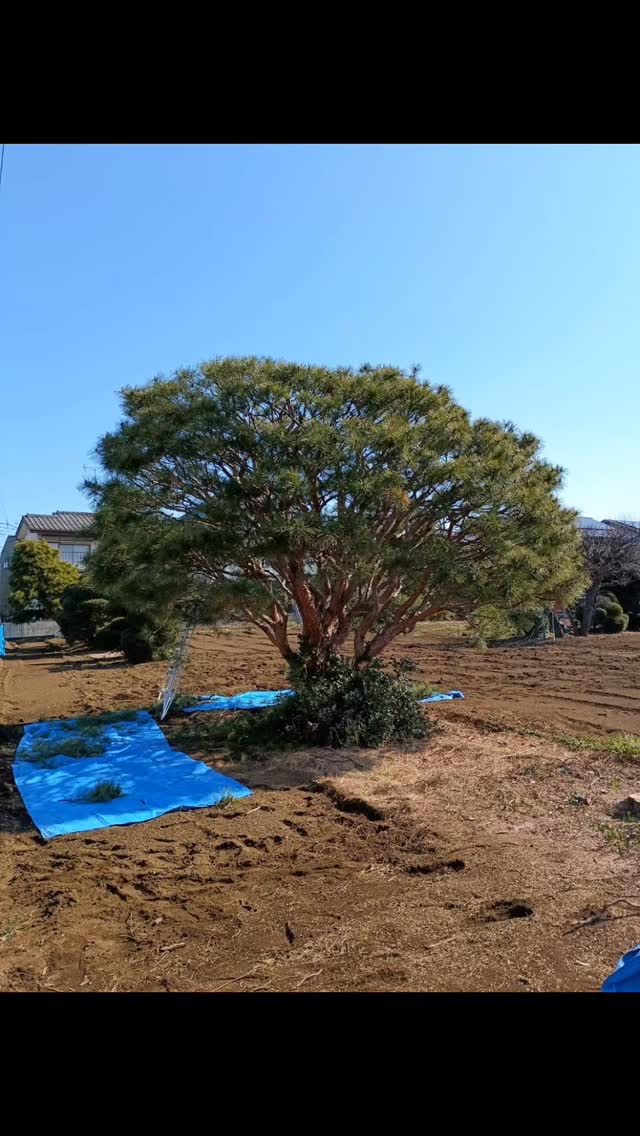 多行松(タギョウショウ)
アカマツの園芸品種で、和傘を広げたような独特な樹形が人目をひきます。
株元から枝分かれし、繊細でしなやかな枝ぶりが特徴的です。
幹の赤さが一層映えるよう、樹皮を磨いていきます。剪定も行い、樹形を整えました。
#松の剪定
#みどりのある暮らし
#造園
#東村山
#光緑園