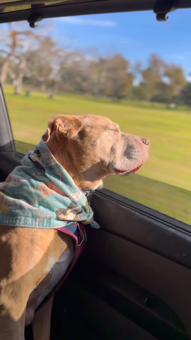 What word comes to mind when you think of Miss Ginger? For me: Beauty🩶 • My silver muzzled girl, as beautiful as ever & more beloved every day. Such a sweet, bossy beauty. Thanks for being my girl. (I’ll try to make one for each of my guys…. We’ll see!😅♥️💜♥️) Leave a comment and I’ll read them to Ginger. Haha