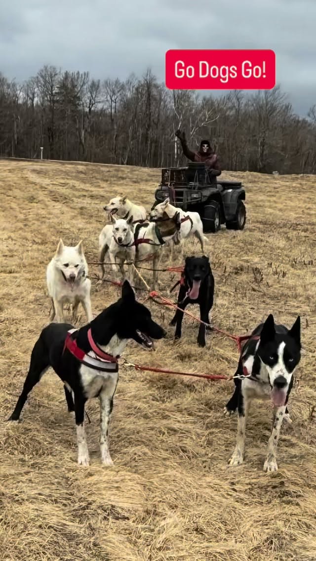 GO DOGS GO! #hilltownsleddogs #springtime #drylandmush #lovemydogs #clientslove