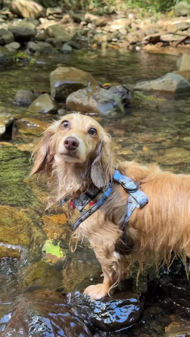 I call this “rapid fire dogs on X2 zoom” 🫶🏼 (I did miss a few dogs sorry)