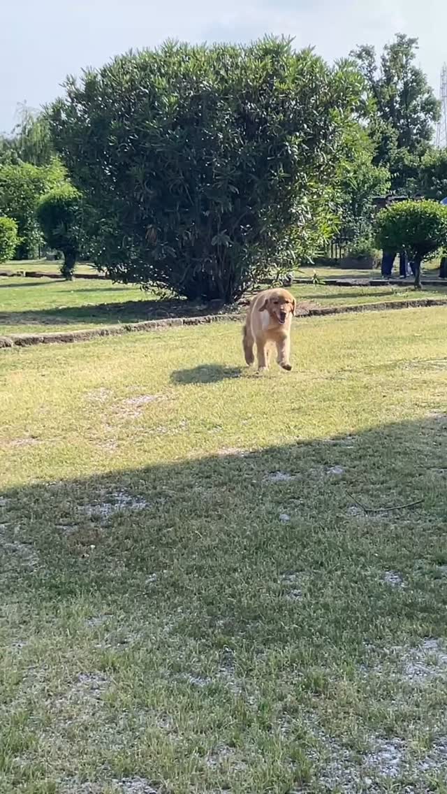 Appuntamento di gruppo del 9 maggio, complice il sole, la natura ed ovviamente i nostri cagnoni, e’ stato un pomeriggio splendido 🥰🥰
Grazie a tutti di aver partecipato numerosi e con tanto amore e passione per i cagnoloni ❤️
A breve fisseremo le date per gli incontri di giugno: tenetevi pronti!! 💪🏻🔝😎#leondorofamily #cuccioligoldenretriever #allevamentogoldenretriever #goldenretrieveramericano