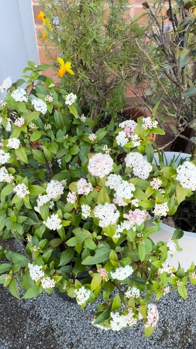 Huge thanks to everyone who joined us for our open day on Friday! What a successful day it was.
We're looking forward to another great year of events. As well as introducing our new team members to the wonderful worlds of events. 😊☀️🍽️🍾
#openday #summerweddings #eventcatering #cateringstaff #hiringstaff