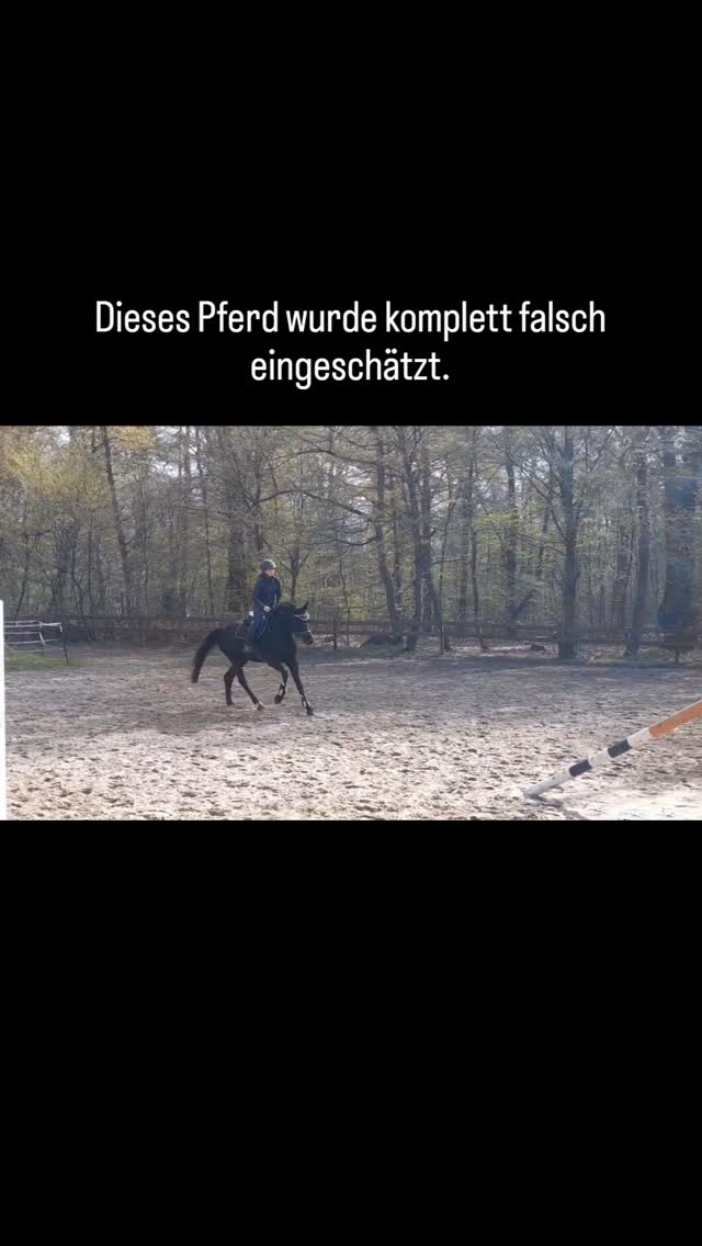 Manchmal muss man Pferde einfach richtig einsetzen.
Diese Stute wurde ursprünglich eher in die Dressur-Richtung eingeordnet –
hat dort aber nie wirklich überzeugt.
Also haben wir umgedacht.
Und plötzlich zeigt sie genau das: ✔ Übersicht am Sprung
✔ Mut und Ehrgeiz
✔ geht selbstverständlich durch den Parcours
Kein überfordertes Pferd, sondern eines, das seine Aufgabe verstanden hat.
Man sieht: nicht jedes Pferd passt in die erste Schublade.
Für Reiter, die ein ehrliches Pferd mit neu entdecktem Talent suchen.
Perspektive für den A/ L Bereich.
📩 Bei Interesse gerne melden.
#verkaufspferd
#springpferd
#amateurpferd
#pferdekauf
#hannoverpferd