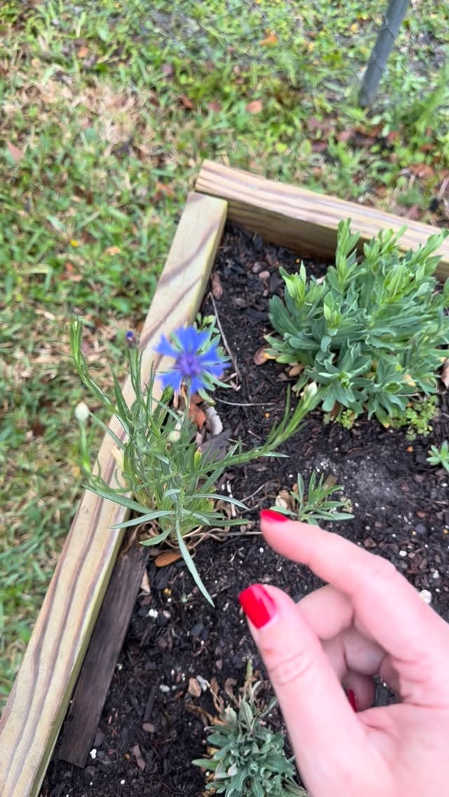Here’s what’s growing around my house! 🌼🌷🍅
I love a mix of wildflowers, vegetables, herbs, and cottage style flowers, so I’m doing a little bit of it all. It brings me so much joy to watch everything grow and know that I’ve done the research and planted with my own two hands.
My dad and I are building another raised bed for some more vegetables. I’ll hopefully have green beans, peppers, eggplant, and cucumbers. I have never been able to have a garden that produces a bountiful harvest, so I’m learning and planting (and praying!) as I go.
Be sure to follow along for more and let’s keep growing together! 🌱🪴
#gardening #floridagardening #beginnergardener #gardengirl #gardenideas