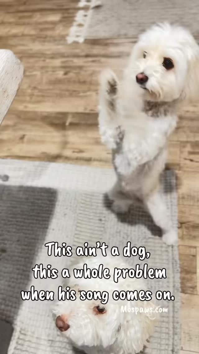 You know that ONE song that comes in and you forget how to act? This is his. #dogsofinstagram #mospaws #doglovers