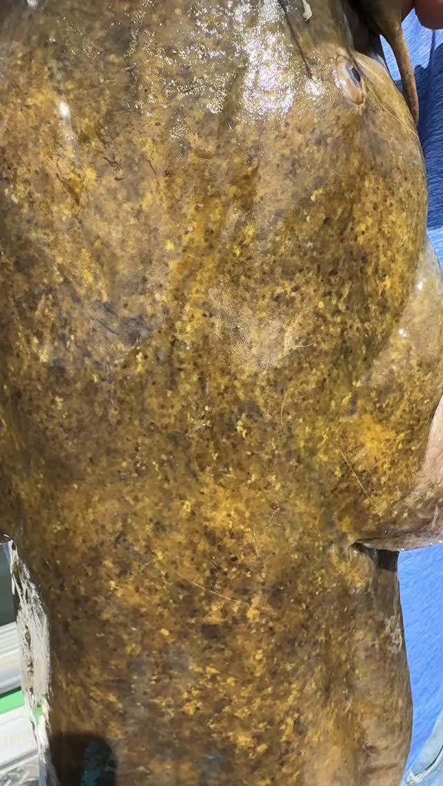 Doubled up on flatheads