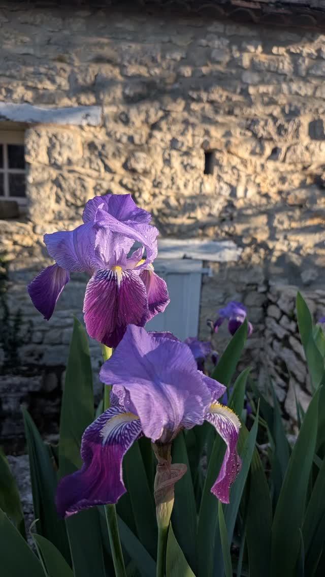 #lespierreslotoises #gitesetchambresdhotes #occitanietourisme #flowerstagram #direlot