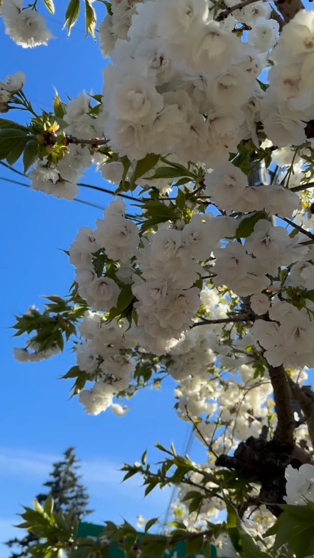 Postcards from the Land of Constructive Rest 🌸
Japanese cherry with a chickidee who flew in when she saw me filming 💛
#JapaneseCherry #ConstructiveRest #psoas