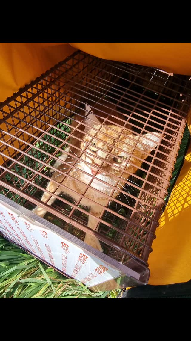 43 Katzen.
So viele konnten wir in dieser Kastrationsaktion sichern.
Und hinter dieser Zahl steckt mehr als nur ein Erfolg.
Sie zeigt, wie groß der Bedarf ist. Wie viele Tiere draußen ums Überleben kämpfen.
👉38 Katzen konnten wir kastrieren.
👉 Andere waren noch zu jung oder mussten dringend medizinisch versorgt werden.
Und genau das ist die Realität im Tierschutz:
Es läuft nicht nach Plan.
Wir finden nicht „einfach“ Katzen zur Kastration.
Wir finden kranke Tiere. Verletzte Tiere. Tiere, die ohne Hilfe keine Chance hätten.
Jede einzelne dieser 43 Katzen steht für ein Schicksal.
Für Hunger.
Für Schmerzen.
Für ein Leben, das niemand sehen will – aber jeden Tag stattfindet.
Und genau deshalb sind Kastrationen so wichtig:
Sie verhindern, dass dieses Leid immer weiter wächst.Doch hinter jeder dieser 43 Katzen steckt auch Aufwand:
Fangen, sichern, transportieren, versorgen, nachbetreuen.
👉 Und all das ist nur möglich mit eurer Unterstützung.
🧡 Danke an alle, die uns bereits helfen.
Und an alle anderen: Bitte helft uns, weiterzumachen.
Denn wir hören hier nicht auf.
Die nächste Kastrationen stehen bereits an – einige Katzen konnten wir wetterbedingt noch nicht sichern.
Wir machen weiter. Für jede einzelne.
#strayanimalcare #kastrationenrettenleben #tierschutz #streetcats #tnr