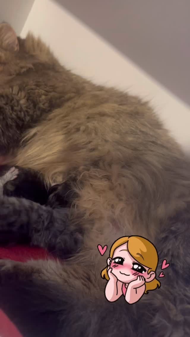 Op 7/4 is Esmina bevallen van kitten number 1 en op 8/4 is ze bevallen van nummer 2. 😳Gek kind! 🫣🙄
Mevrouw hield even 14u pauze.
Ging nog twijfelen aan mij echoscopie kunsten, dacht dat ik er echt 2 had gezien🧐. Ik ben er best handig in, maar heb der al 1x naast gezeten, dacht dit wordt de 2e keer dan 😅 maar niet dus!
Tijdens het voelen leek het of ze leeg was, dus dacht nou het zal wel, ze was heerlijk rustig, gedronken gegeten en knuffelen op bed.
volgende dag kwam ik tijdens checkrondes ineens binnenvallen bij de bevalling van nummer 2 😅🫣
Even schakelen 😳🫣🧐😅
Het zijn 2 heren
💙 tabby: Poseidon
🖤 tabby: Perseus