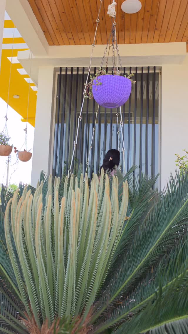 Beautiful kachhi bridal silk saree available book on 848-586-0952 #onlineshop #sareelover #sakhishrungar #ᴠɪʀᴀʟᴘᴏsᴛ #onlinesaree