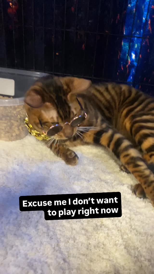 Living the good life 😻 #toyger #cat #fyp #cats #luxury