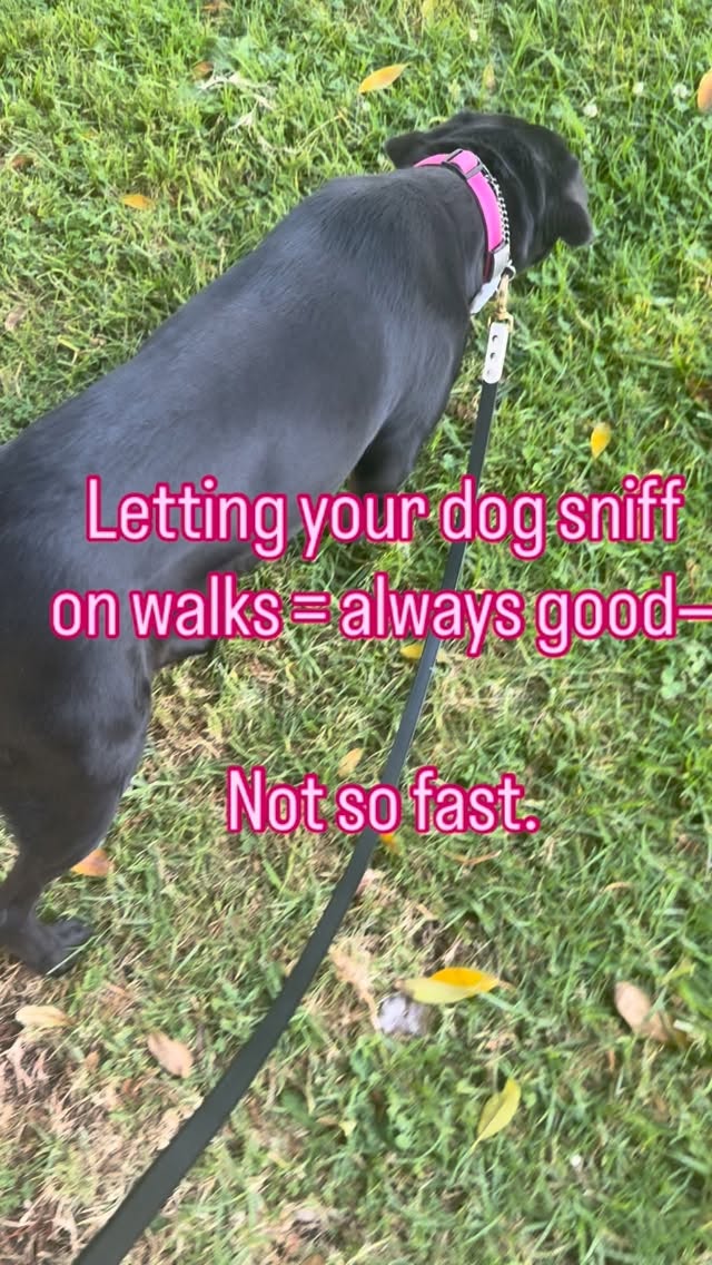 This is Scottie and she’s currently staying with me for an educational residency aka #boardandtraindogtraining train
On our walks she wants to nosedive and sniff everything and I get why people say let her. But Scottie’s tail is tucked and her sniffing is frantic. That’s not a happy curious dog. That’s an overwhelmed dog trying to cope.
So we do structured sniff breaks: a tree, some grass, when I decide it’s a good moment, instead of letting her stay stuck in that anxious loop the whole walk.
👉👉👉Fearful/ nervous dog owners — what’s the hardest piece of popular advice you’ve had to unlearn for your dog? #nervousdog #dogtraining #ethicaldogtraining