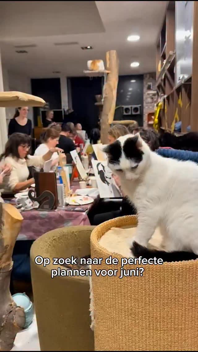 Op 14 juni organiseren we onze allereerste Candle Workshop. Het plan: prachtige kaarsen maken. De realiteit: 10 Griekse experts die waarschijnlijk proberen je lontjes te stelen. 😂
Durf jij het aan? Kom langs voor de creativiteit, blijf voor de kopjes (en de chaos).
✨ Datum: 14 juni
✨ Locatie: DigibeetenKattencafe, Alkmaar
🎟 Tickets: Link in bio! Wees er snel bij, voordat de katten alle plekjes bezetten.
Wie neem jij mee naar deze harige workshop? 👇
#alkmaar #candleworkshop #kattencafe #kaarsenmaken #uitinalkmaar