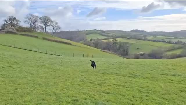 Nothing beats zoomies and tail wags like this! 🐶
It was lovely to see Baxter enjoying his off lead time recently.
📲 Visit our website for more information about our two secure and safe dog walking fields in Littlehempston, Totnes.
#SecureDogField
#DogFieldDevon
#DevonDogs
#HappyDog