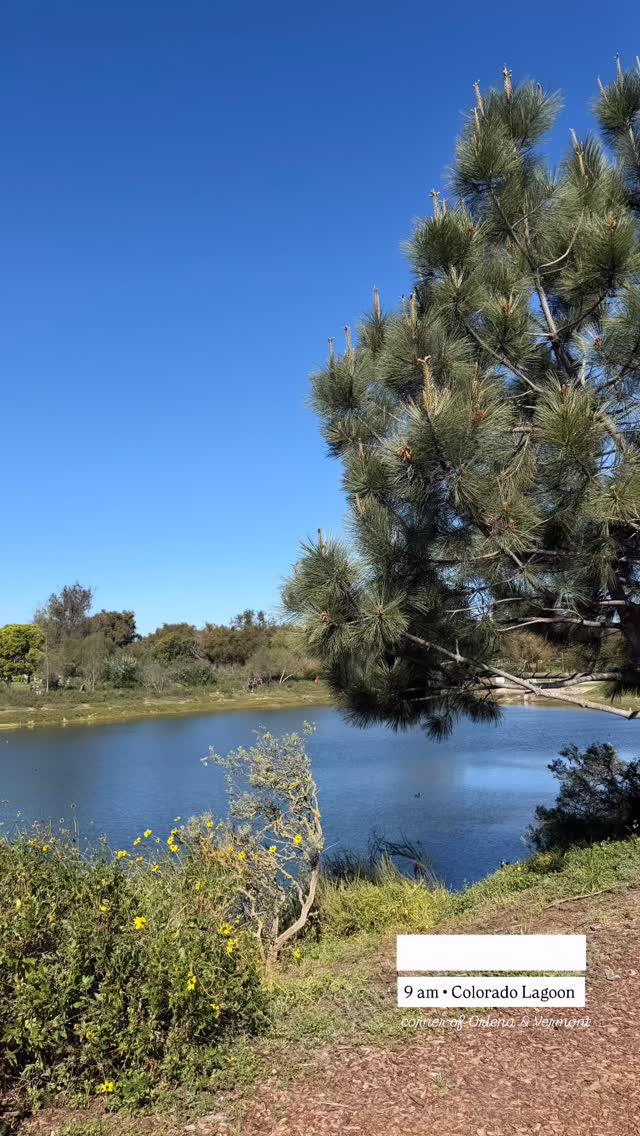 Join us for a walk by the lagoon and the marina! Saturday, Colorado Lagoon, 9 am on the corner of Orlena & Vermont. See you soon!
Our walks respect you and your dog’s need for space, help dogs learn to be calm around others and create an opportunity for us to meet and support each other. Walks among others can satisfy our dog’s need to belong and often lead to a long nap afterwards. And if you need help with any behavior challenges, we can offer suggestions to help you overcome or manage them. Please reach out!
Some of our dogs are scared. Some are shy. Some are reactive. Some are friendly, but learning how to be calm around others. We maintain these rules on our walks: a minimum of ten feet from others (unless dogs are together), one dog per handler, a six-foot or shorter leash (no retractables, please) and NO dog intros. It is everyone’s responsibility to keep their dogs safe and safely under control. If you can follow our rules, you are welcome to join us. Please feel free to use a muzzle if your dog would benefit from it. If you’re not sure if your dog would do well at a pack walk, please message us for more information.
#packwalk #longbeachdog