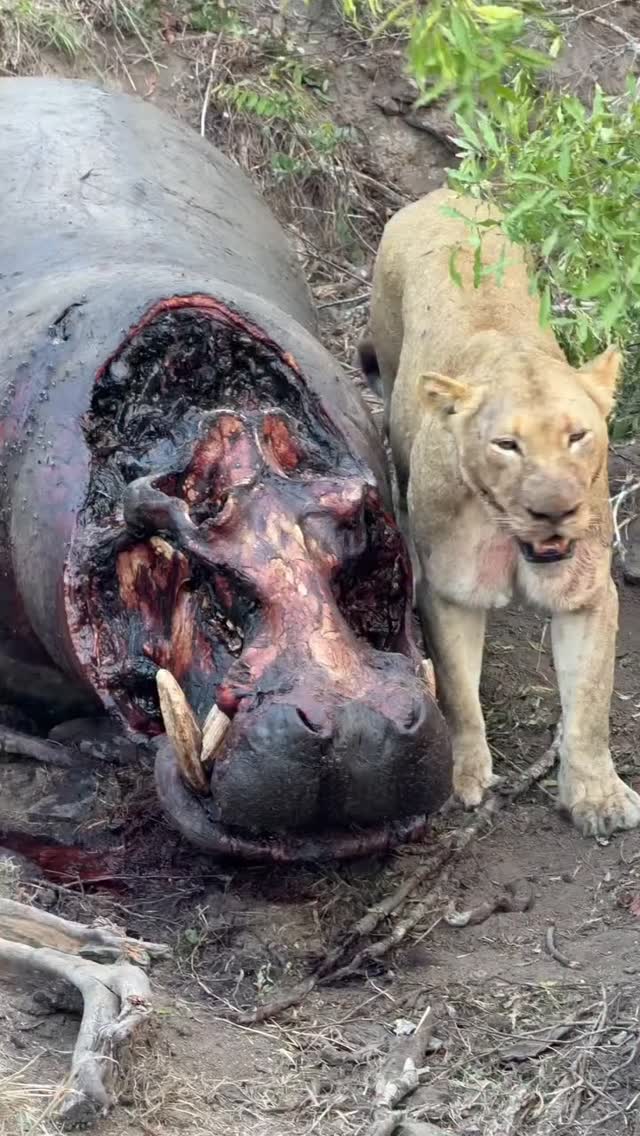 Strength, Strategy and Survival.
#serengeti #adventurephotography #wildplanet #natures #planetgogoadventure